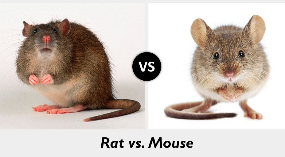 Mice vs. Rats What’s the difference?